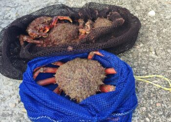 Interceptados en Vigo tres furtivos con casi siete kilos de centollas y dos kilos de almejas