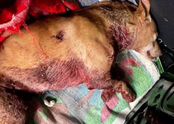 La Guardia Civil busca a la persona que lesionó y tiró a un perro a un contenedor de Mondariz