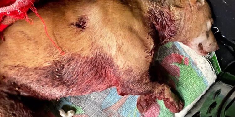 La Guardia Civil busca a la persona que lesionó y tiró a un perro a un contenedor de Mondariz