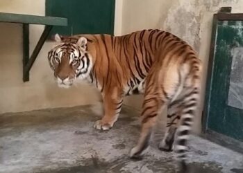 Un tigre en su jaula de Vigozoo