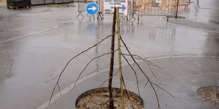 Identifican al presunto autor de causar daños en varios árboles en Ponteareas