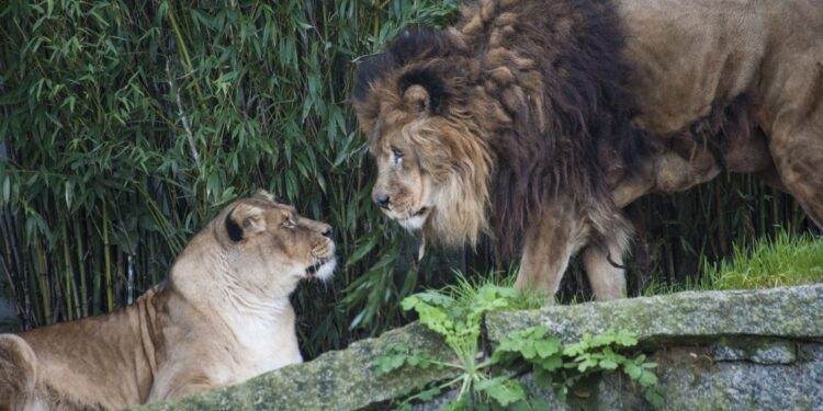 El Concello desmiente que las muertes de animales en VigoZoo sean por causas no naturales