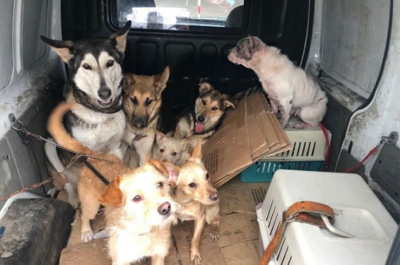 Rescatan en una casa okupa de Vigo a siete perros que llevaban cinco días sin comer