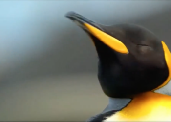 El CIM UVigo muestra un vídeo donde los animales marinos nos dan una lección de igualdad