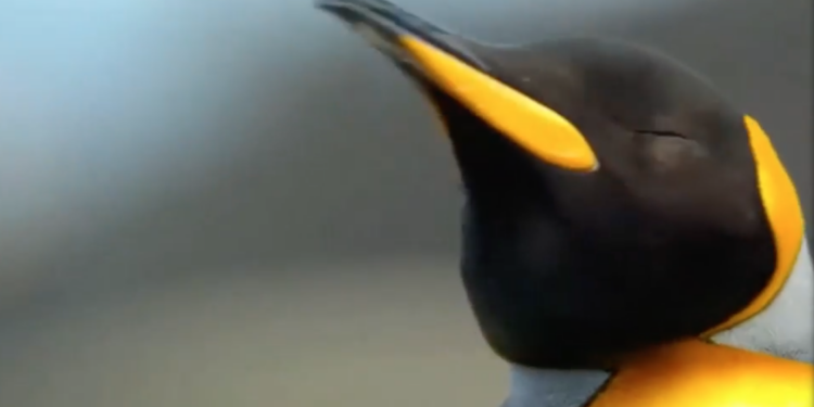 El CIM UVigo muestra un vídeo donde los animales marinos nos dan una lección de igualdad