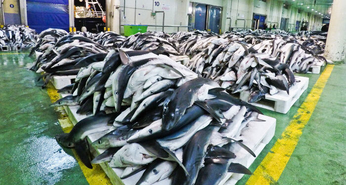 La pesquería europea del tiburón, con epicentro en Vigo, defiende su legalidad