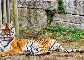 Un tigre descansando en Vigozoo