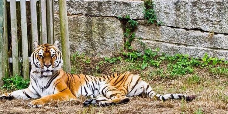 Un tigre descansando en Vigozoo