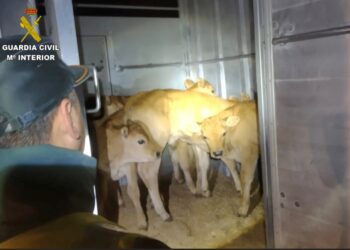 Interceptan en Tui el transporte transfronterizo de nueve terneros sin documentación sanitaria