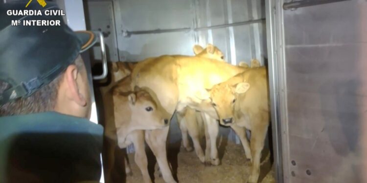 Interceptan en Tui el transporte transfronterizo de nueve terneros sin documentación sanitaria