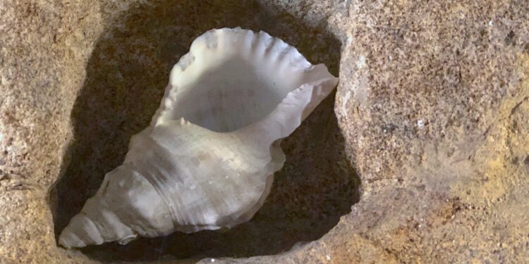 A la espera del posible cronista de la ciudad de Vigo