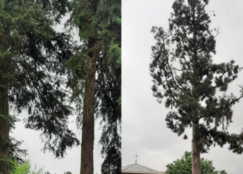 Tres árboles de Mondariz-Balneario se unen al Catálogo de árboles singulares de Galicia