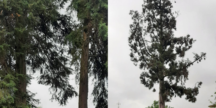 Tres árboles de Mondariz-Balneario se unen al Catálogo de árboles singulares de Galicia