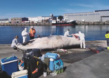 Recuperan en la ría de Vigo el cadáver de una cría de ballena, localizada en Bouzas