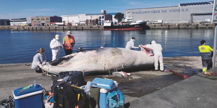 Recuperan en la ría de Vigo el cadáver de una cría de ballena, localizada en Bouzas
