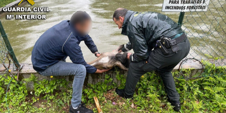La Guardia Civil rescata a un caballo de un depósito de agua en Moaña