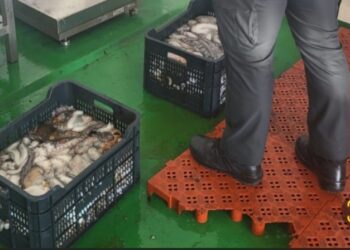 Pescan a un furtivo reincidente con 68 kilos de pulpo