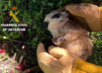 Recuperan un ejemplar de suricata con microchip portugués que deambulaba por Ponteareas