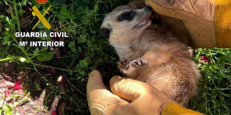 Recuperan un ejemplar de suricata con microchip portugués que deambulaba por Ponteareas