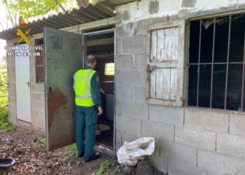 Detenido en Gondomar por abandonar a cinco perros, que acabaron comiéndose unos a otros para sobrevivir