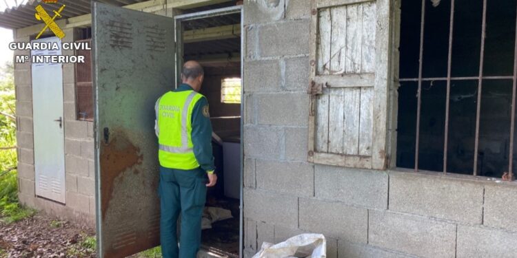 Detenido en Gondomar por abandonar a cinco perros, que acabaron comiéndose unos a otros para sobrevivir