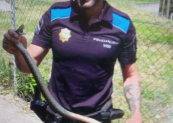 Capturan una serpiente de unos 70 centímetros en una vivienda de Vigo