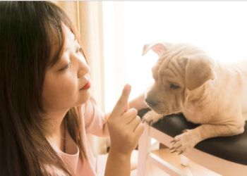 Adiestramiento de perros: cómo triunfar con lo básico