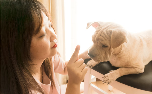 Adiestramiento de perros: cómo triunfar con lo básico