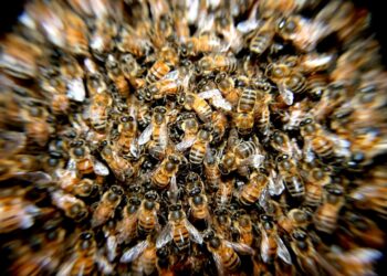 Piden a un apicultor que retire un enjambre de abejas en Vigo, que impedía a un conductor entrar en su vehículo