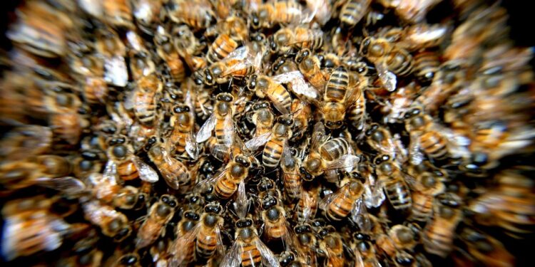 Piden a un apicultor que retire un enjambre de abejas en Vigo, que impedía a un conductor entrar en su vehículo