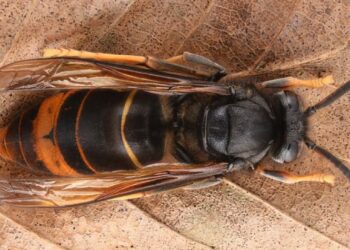 Conclúe o proxecto de loita contra a velutina cunha plataforma de predición para avaliar o risco de invasión