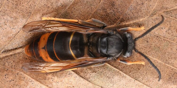 Conclúe o proxecto de loita contra a velutina cunha plataforma de predición para avaliar o risco de invasión