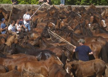 Nova cita cos curros de Oia, este domingo en Torroña