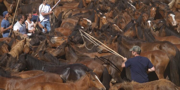 Nova cita cos curros de Oia, este domingo en Torroña