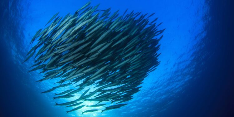 Vigo, capital del debate sobre el futuro de la ciencia oceánica y del mar con la celebración de la EurOCEAN