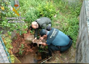 una cría de jabalí atascada en un tubo de agua en una calle de la parroquia de Camos en Nigrán