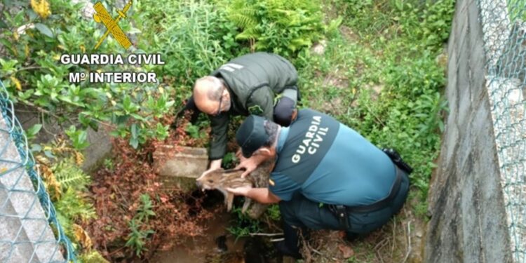 una cría de jabalí atascada en un tubo de agua en una calle de la parroquia de Camos en Nigrán