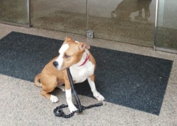 Detenido en Vigo un hombre tras robar un perro en la protectora municipal
