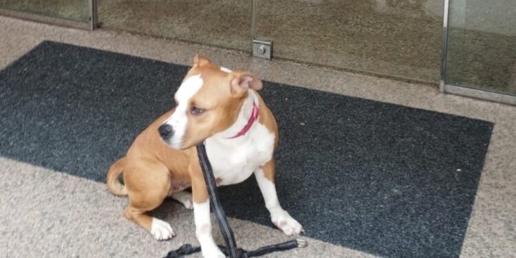 Detenido en Vigo un hombre tras robar un perro en la protectora municipal