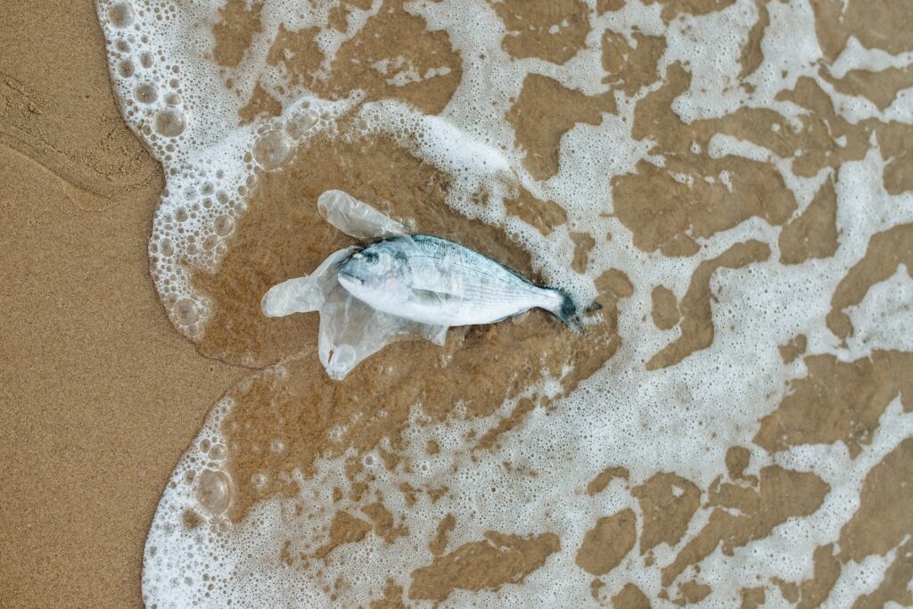 Día Mundial del Medio Ambiente: acción contra la contaminación por plásticos