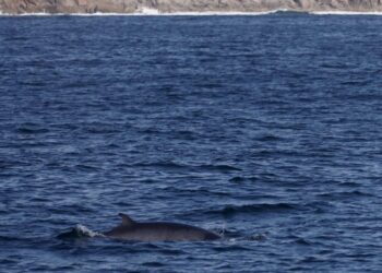Un experto, tras un avistamiento de ballenas en las Rías Baixas: «Prohibido acercarse a menos de 200 metros»