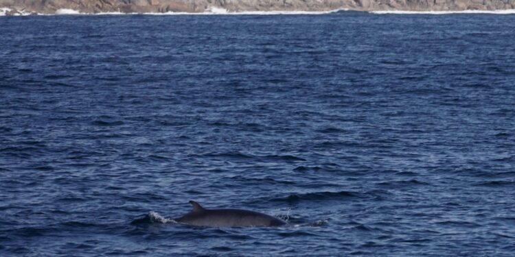 Un experto, tras un avistamiento de ballenas en las Rías Baixas: «Prohibido acercarse a menos de 200 metros»