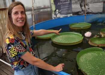 La Fundación Sales asiste en Vigo al milagro efímero del florecimiento de su nenúfar gigante