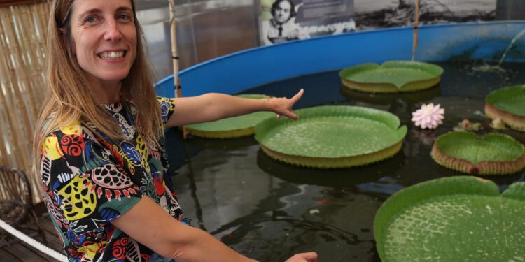 La Fundación Sales asiste en Vigo al milagro efímero del florecimiento de su nenúfar gigante