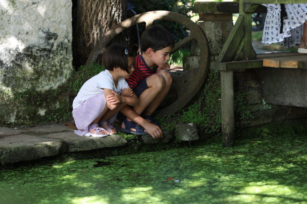 La Fundación Sales asiste en Vigo al milagro efímero del florecimiento de su nenúfar gigante