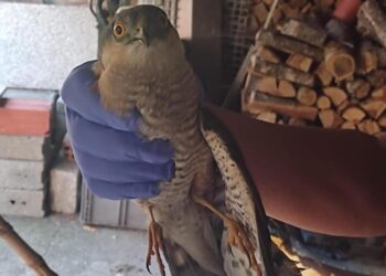 La Policía recupera en Vigo un gavilán perdido que fue hallado con un ala rota por un vecino