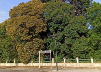 Denuncian que Adif planea talar árboles centenarios en el entorno de la estación de tren de Tui