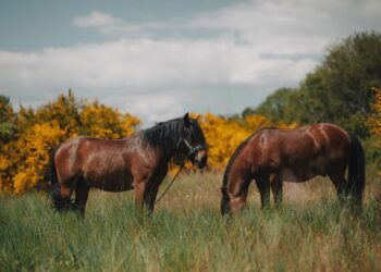 A Serra da Groba y los Cabalos Garranos, ahora también online