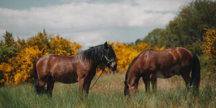 A Serra da Groba y los Cabalos Garranos, ahora también online
