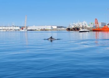 Delfines sorprenden a los niños en la ría de Vigo